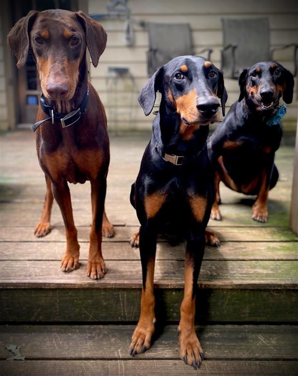 Dogs Dogs